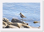 Suosirri Dunlin 5114 * 1317 x 900 * (813KB)